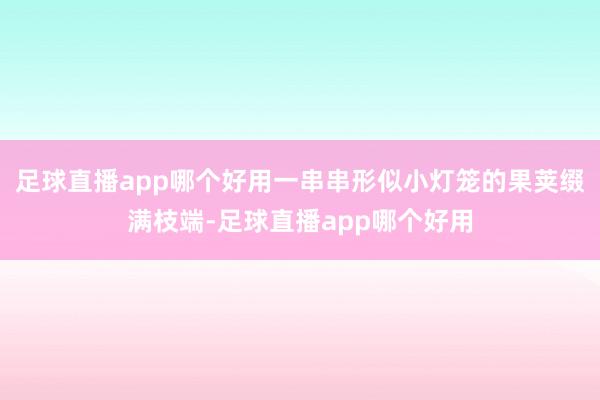 足球直播app哪个好用一串串形似小灯笼的果荚缀满枝端-足球直播app哪个好用
